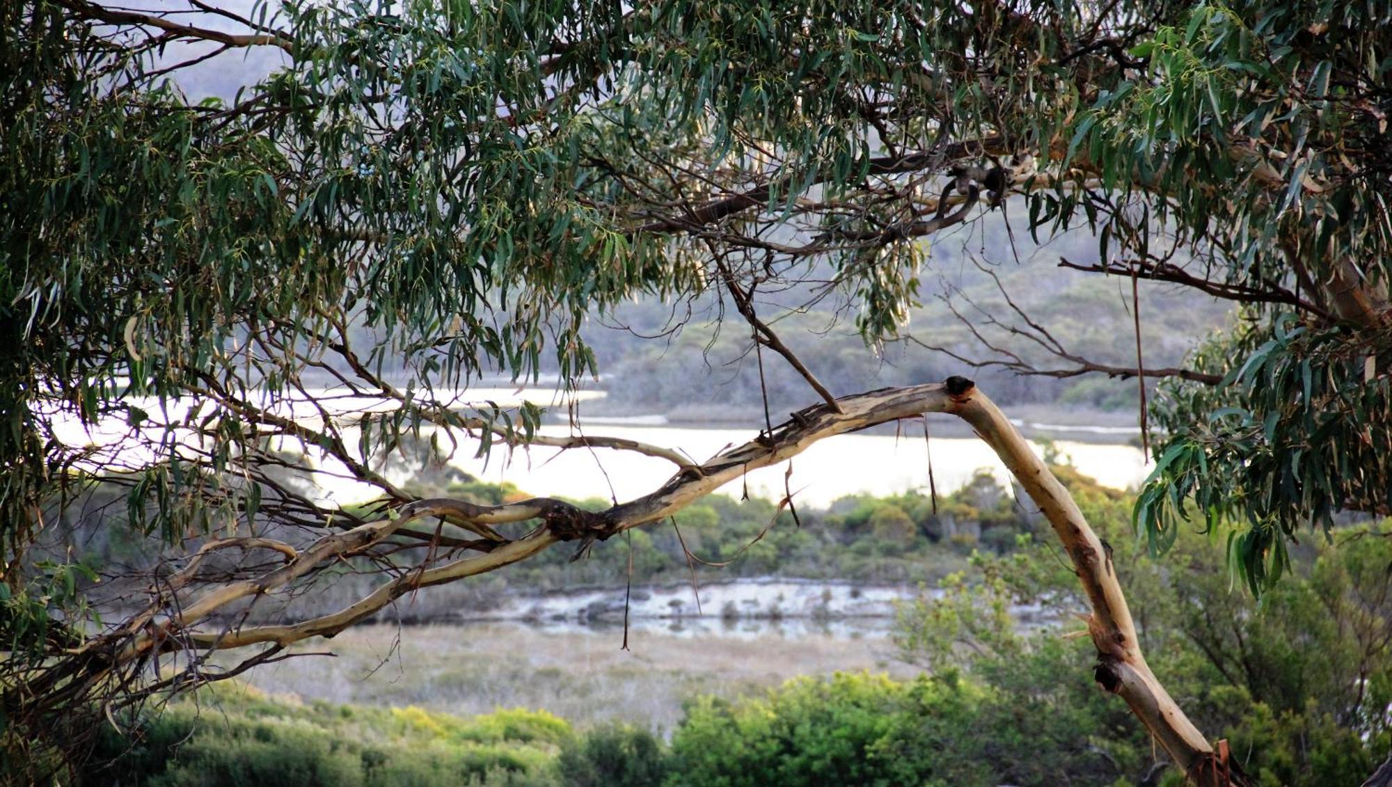 Kingfisher Cottage Beachfront At The Binalong Bay Bagian luar foto